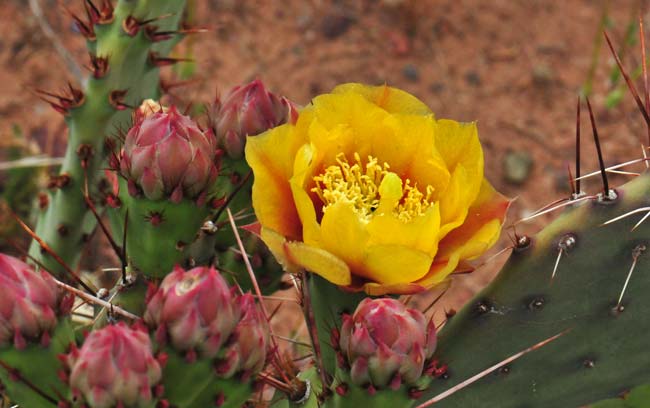 Twistspine Pricklypear has showy yellow flowers with red basal portions. This species blooms from May to July across its large geographic range. Opuntia macrorhiza 